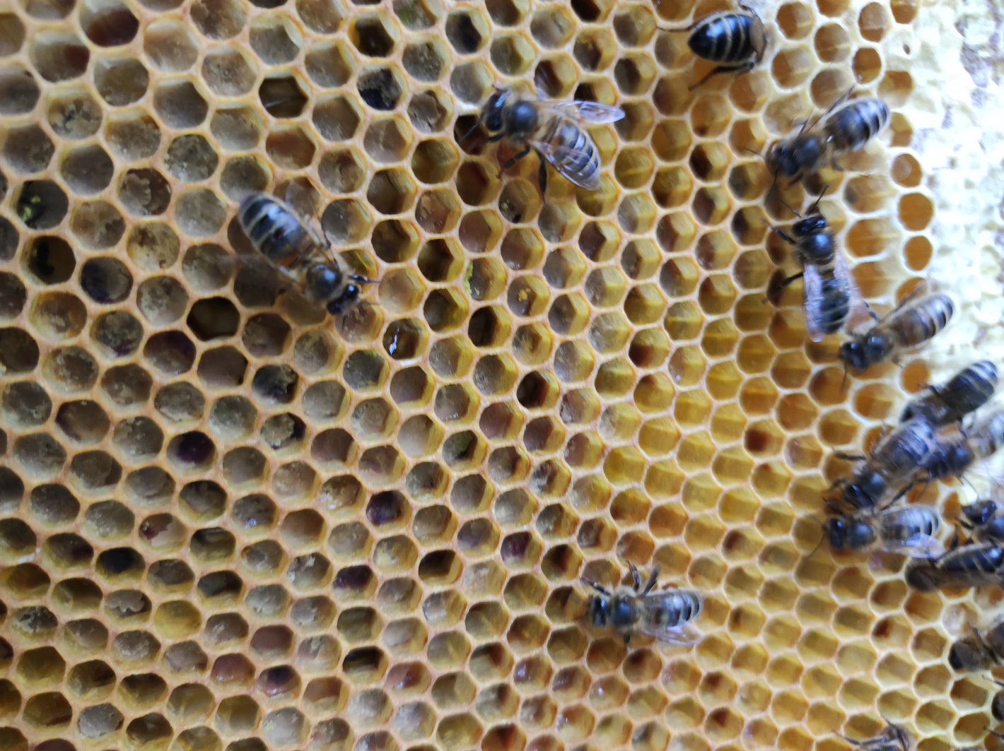 Farm shop & Stockists Tory Hill House